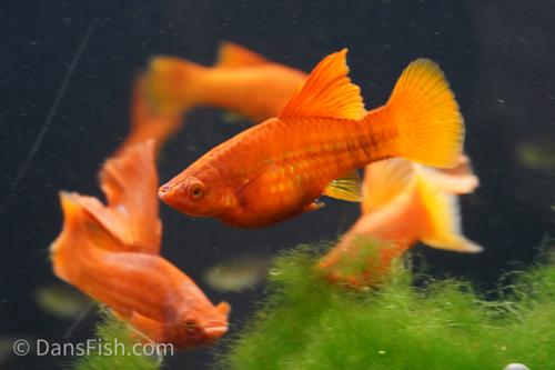 High Fin Red Swordtail