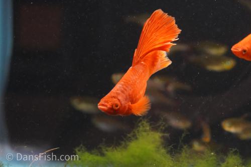 High Fin Red Swordtail