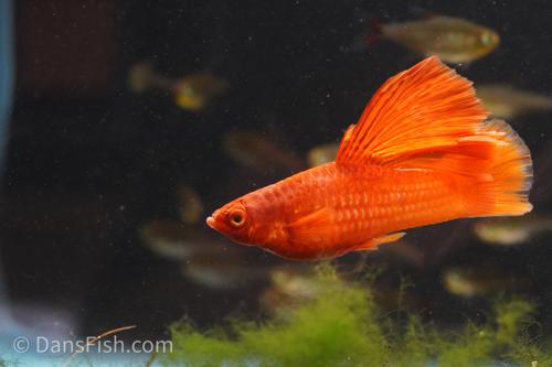 High Fin Red Swordtail