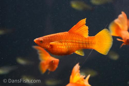 High Fin Red Swordtail