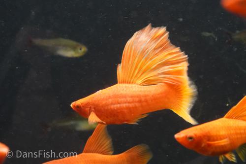 High Fin Red Swordtail