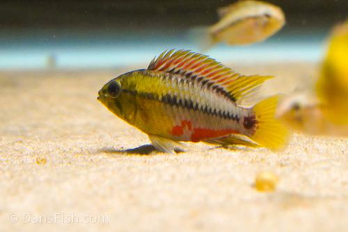 Hongslo's Dwarf Cichlid 'Red Gold', Breeding Group (1M3F)