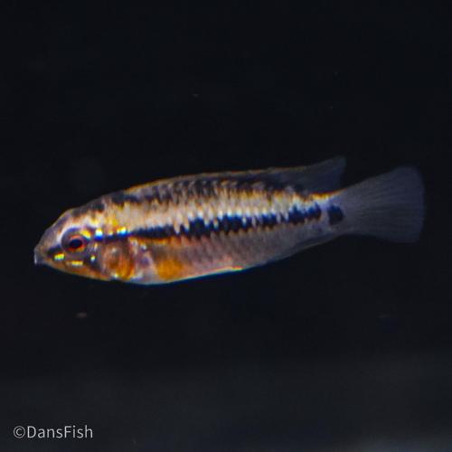 Hongslo's Dwarf Cichlid 'Red Gold', Breeding Group (1M3F)