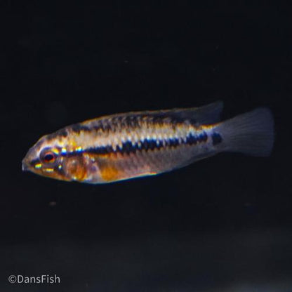 Hongslo's Dwarf Cichlid 'Red Gold', Breeding Group (1M3F)