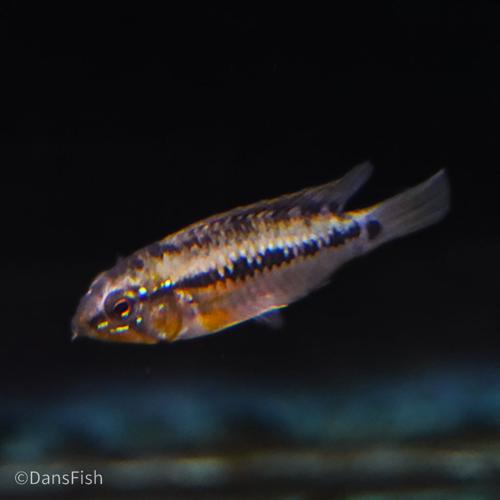 Hongslo's Dwarf Cichlid 'Red Gold', Breeding Group (1M3F)