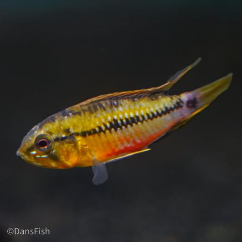 Hongslo's Dwarf Cichlid 'Red Gold', Breeding Group (1M3F)