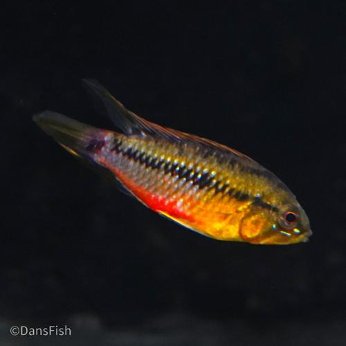Hongslo's Dwarf Cichlid 'Red Gold', Breeding Group (1M3F)