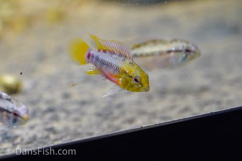 Hongslo's Dwarf Cichlid 'Red', Pair (1M1F)