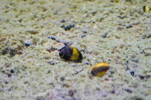 Horned Zebra Snail, (3 pack)