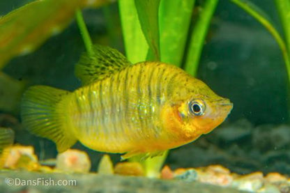 Humpback Limia, Female