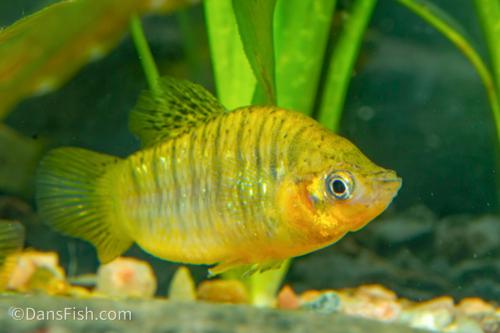 Humpback Limia, Female