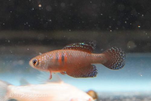 Hypsolebias magnificus "Malhada", Trio (1M2F)