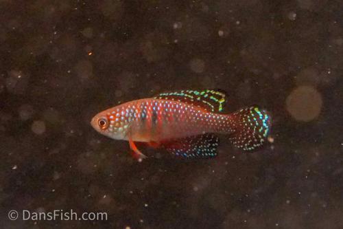 Hypsolebias magnificus "Malhada", Trio (1M2F)