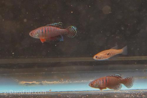 Hypsolebias magnificus "Malhada", Trio (1M2F)