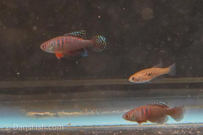 Hypsolebias magnificus "Malhada", Trio (1M2F)