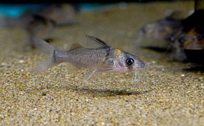 Imitator Catfish