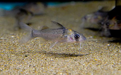 Imitator Catfish