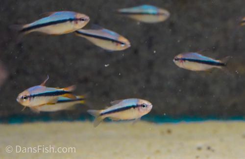 Imperial Lapis Tetra
