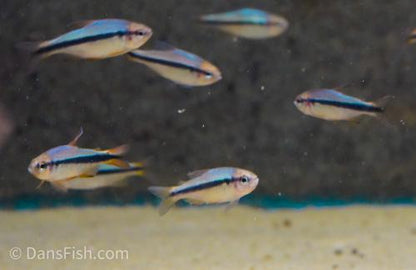 Imperial Lapis Tetra