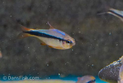 Imperial Lapis Tetra