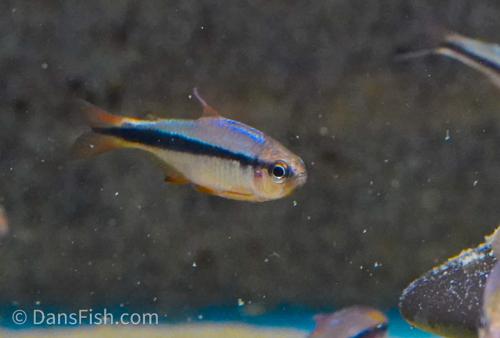 Imperial Lapis Tetra