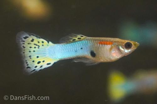 Light Blue Guppy, Breeding Group  (1M4F)