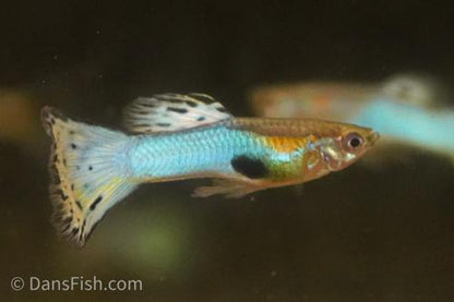 Light Blue Guppy, Breeding Group  (1M4F)