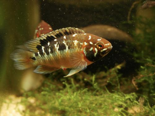 Ivanacara bimaculata, Pair (1M1F)