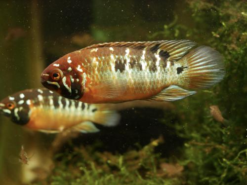 Ivanacara bimaculata, Pair (1M1F)