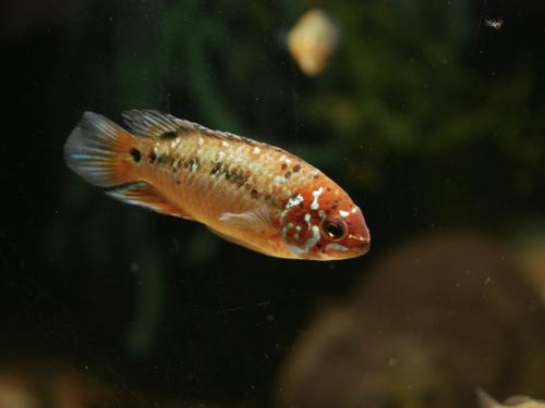 Ivanacara bimaculata, Pair (1M1F)