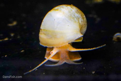 Ivory Mystery Snail, (3 pack)