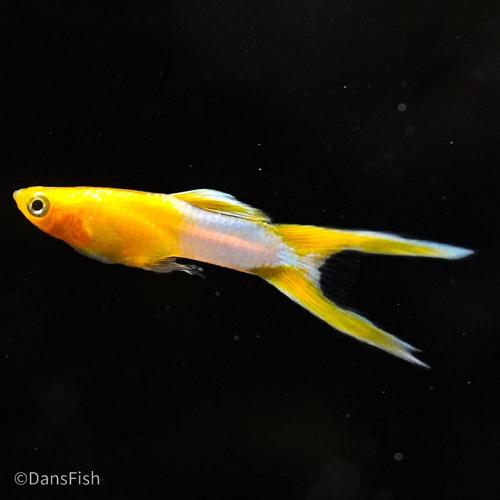 Japan Blue Gold Double Swordtail Guppy, Pair (1M1F)