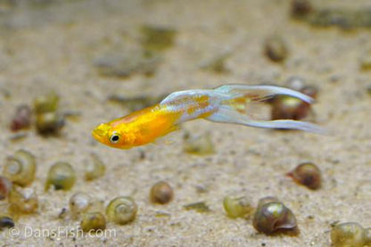 Japan Blue Gold Double Swordtail Guppy, Pair (1M1F)