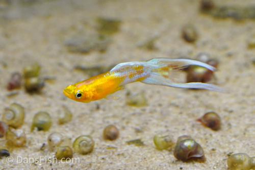 Japan Blue Gold Double Swordtail Guppy, Pair (1M1F)