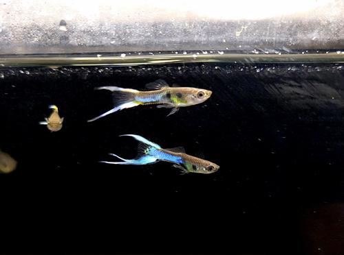 Japan Blue Guppy, Male