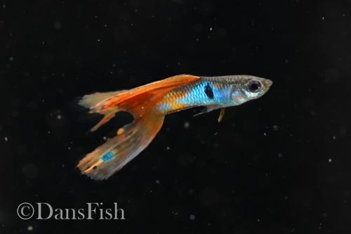 Japan Blue Mutt Guppies, Reverse Trio (2M1F)