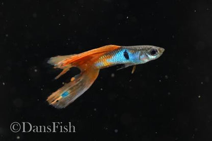 Japan Blue Mutt Guppies, Reverse Trio (2M1F)
