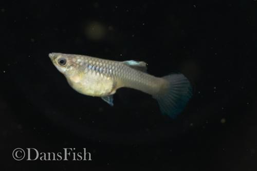 Japan Blue Mutt Guppies, Reverse Trio (2M1F)