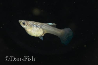 Japan Blue Mutt Guppies, Reverse Trio (2M1F)