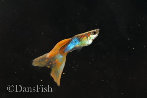 Japan Blue Mutt Guppies, Reverse Trio (2M1F)