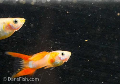 Japan Blue Red Double Swordtail Guppy, Pair (1M1F)