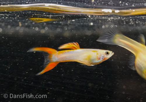 Japan Blue Red Double Swordtail Guppy, Pair (1M1F)