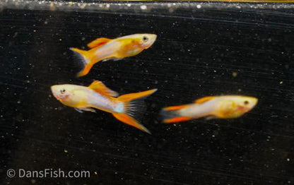 Japan Blue Red Double Swordtail Guppy, Pair (1M1F)