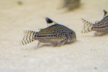False Julii Cory