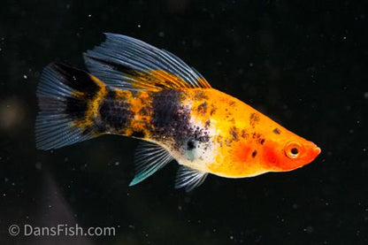 Koi Sanke High Fin Swordtail