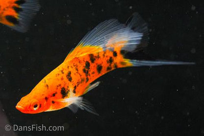 Koi Sanke High Fin Swordtail
