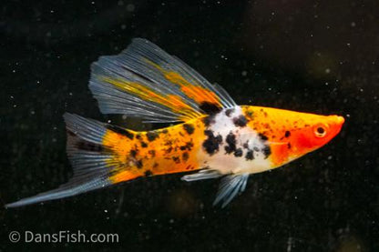 Koi Sanke High Fin Swordtail