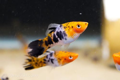 Koi Sanke Swordtail, Male