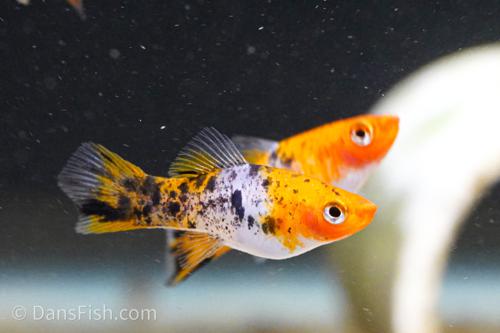 Koi Sanke Swordtail, Male