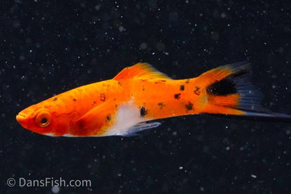 Koi Sanke Swordtail, Male